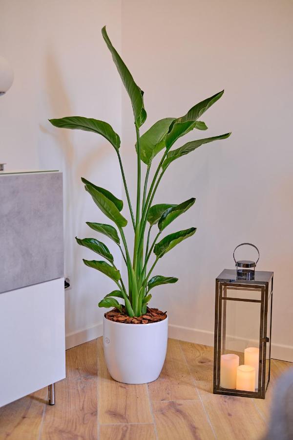 Apartamento Remuria Domus